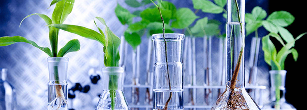 Ph.D. in Pharmacognosy: Introduction, Admission, Registration, Eligibility, Duration, Fees, Syllabus 2024
