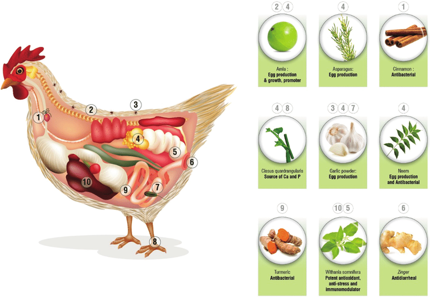 Ph.D. in Poultry Science: Introduction, Admission, Registration, Eligibility, Duration, Fees, Syllabus 2024