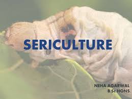Ph.D. in Sericulture: Introduction, Admission, Registration, Eligibility, Duration, Fees, Syllabus 2024