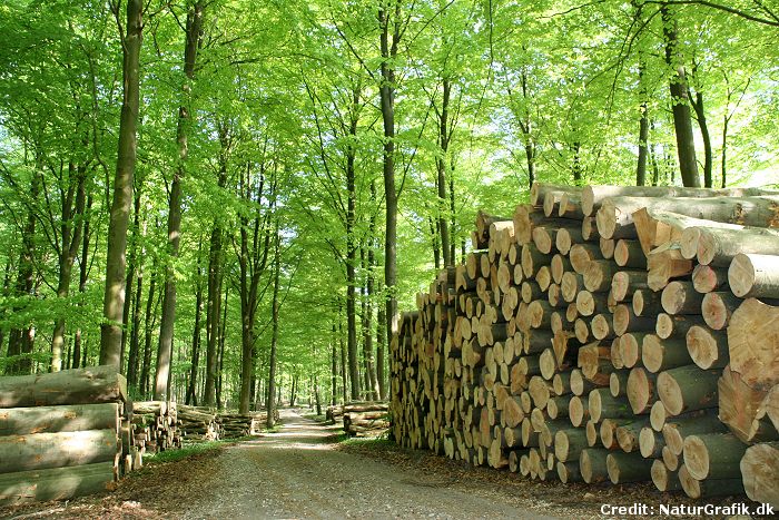 Ph.D. in Silviculture: Introduction, Admission, Registration, Eligibility, Duration, Fees, Syllabus 2024