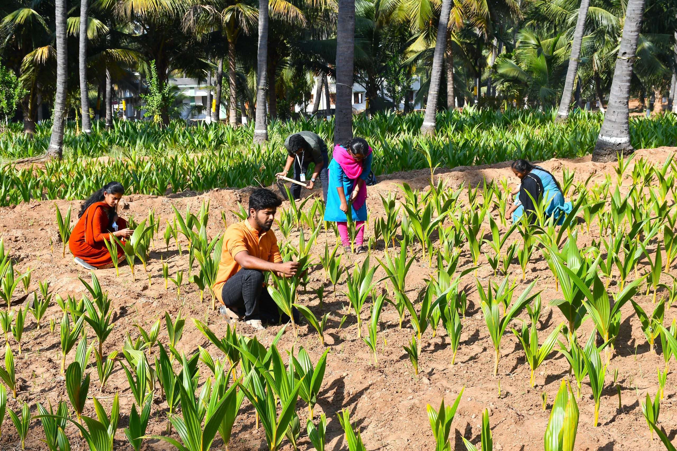 Ph.D. in Spices & Plantation Crops: Introduction, Admission, Registration, Eligibility, Duration, Fees, Syllabus 2024