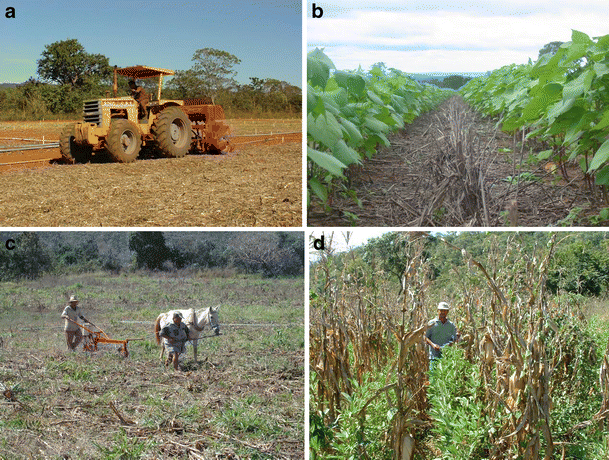 Ph.D. in Agronomy with a Tropical Conservation and Development: Introduction, Admission, Registration, Eligibility, Duration, Fees, Syllabus 2024