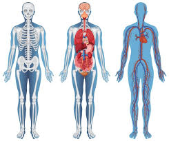 Ph.D. in Anatomy: Introduction, Admission, Registration, Eligibility, Duration, Fees, Syllabus 2024