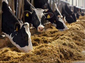 Ph.D. in Animal and Food Sciences: Introduction, Admission, Registration, Eligibility, Duration, Fees, Syllabus 2024