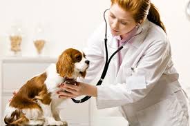 Ph.D. in Animal and Veterinary Sciences: Introduction, Admission, Registration, Eligibility, Duration, Fees, Syllabus 2024