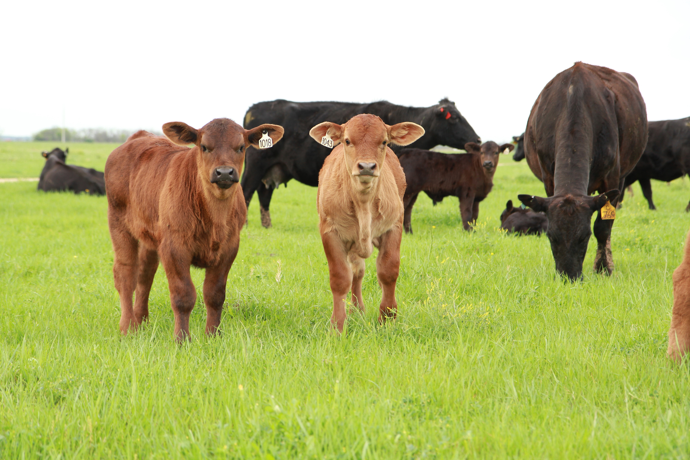 Ph.D. in Animal Breeding and Genetics: Introduction, Admission, Registration, Eligibility, Duration, Fees, Syllabus 2024