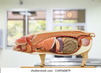 PhD in Animal Physiology: Introduction, Admission, Registration, Eligibility, Duration, Fees, Syllabus 2024