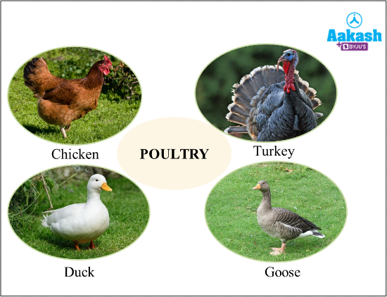 Ph.D. in Animal Science: Introduction, Admission, Registration, Eligibility, Duration, Fees, Syllabus 2024