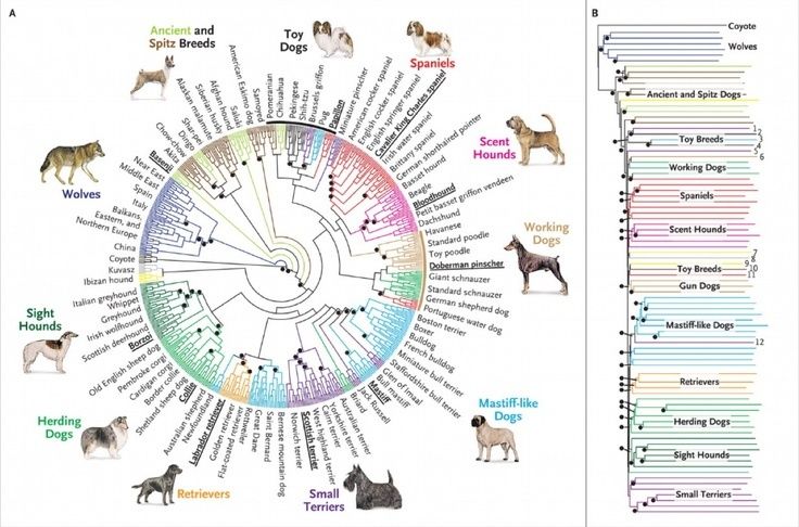 PhD in Animal Science - Bioinformatics Specialization: Introduction, Admission, Registration, Eligibility, Duration, Fees, Syllabus 2024