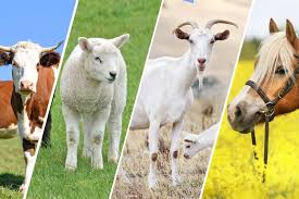 PhD in Animal Sciences: Introduction, Admission, Registration, Eligibility, Duration, Fees, Syllabus 2024