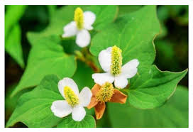 Ph.D. in Aromatic and Medicinal Plants: Introduction, Admission, Registration, Eligibility, Duration, Fees, Syllabus 2024