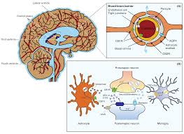 Ph.D. in Cell and Molecular Biology - Environmental Toxicology: Introduction, Admission, Registration, Eligibility, Duration, Fees, Syllabus 2024