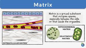 Ph.D. in Cell Matrix Research: Introduction, Admission, Registration, Eligibility, Duration, Fees, Syllabus 2024