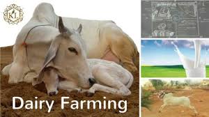 Ph.D. in Dairy Economics: Introduction, Admission, Registration, Eligibility, Duration, Fees, Syllabus 2024