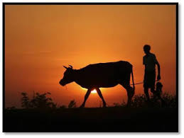 Ph.D. in Dairy Extensions: Introduction, Admission, Registration, Eligibility, Duration, Fees, Syllabus 2024